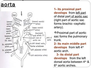 aorta

1- its proximal part
develops from left part
of distal part of aortic sac
(right part of aortic sac
forms brachio -cephalic
artery).
Proximal part of aortic
sac forms the pulmonary
trunk.
2- its main middle part
develops from left 4th
aortic arch.
3- its distal part
develops from the left
dorsal aorta between 4th &
6th aortic arches.

 