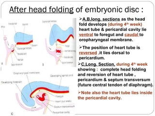 After head folding of embryonic disc :
A,B,long. sections as the head
fold develops (during 4th week) ,
heart tube & pericardial cavity lie
ventral to foregut and caudal to
oropharyngeal membrane.
The position of heart tube is
reversed ,it lies dorsal to
pericardium.
C,Long. Section, during 4th week
showing : complete head folding
and reversion of heart tube ,
pericardium & septum transversum
(future central tendon of diaphragm).
Note also the heart tube lies inside
the pericardial cavity.

 