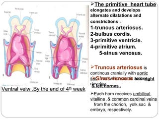 The primitive heart tube
elongates and develops
alternate dilatations and
constrictions :

1-truncus arteriosus.
2-bulbus cordis.
3-primitive ventricle.
4-primitive atrium.
5-sinus venosus.
Truncus arteriosus is

Ventral veiw ,By the end of 4th week

continous cranially with aortic
Sinus venosus has right
sac ,from which aortic arches
develop.
& left hornes .
Each horn receives umbilical,
vitelline ,& common cardinal veins
from the chorion, yolk sac &
embryo, respectively.

 