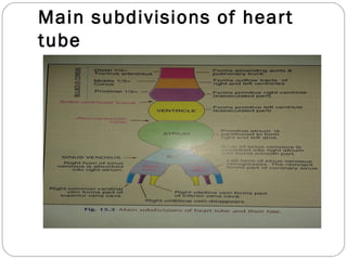 Main subdivisions of heart
tube

 