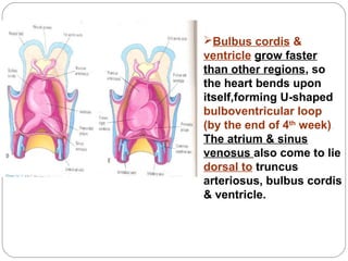 Bulbus cordis &
ventricle grow faster
than other regions, so
the heart bends upon
itself,forming U-shaped
bulboventricular loop
(by the end of 4th week).
The atrium & sinus
venosus also come to lie
dorsal to truncus
arteriosus, bulbus cordis
& ventricle.

 