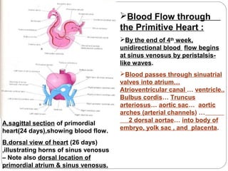 Blood Flow through
the Primitive Heart :
By the end of 4th week,
unidirectional blood flow begins
at sinus venosus by peristalsislike waves.

A,sagittal section of primordial
heart(24 days),showing blood flow.
B,dorsal view of heart (26 days)
,illustrating horns of sinus venosus
– Note also dorsal location of
primordial atrium & sinus venosus.

Blood passes through sinuatrial
valves into atrium…
Atrioventricular canal … ventricle..
Bulbus cordis… Truncus
arteriosus… aortic sac… aortic
arches (arterial channels) …
2 dorsal aortae… into body of
embryo, yolk sac , and placenta.

 