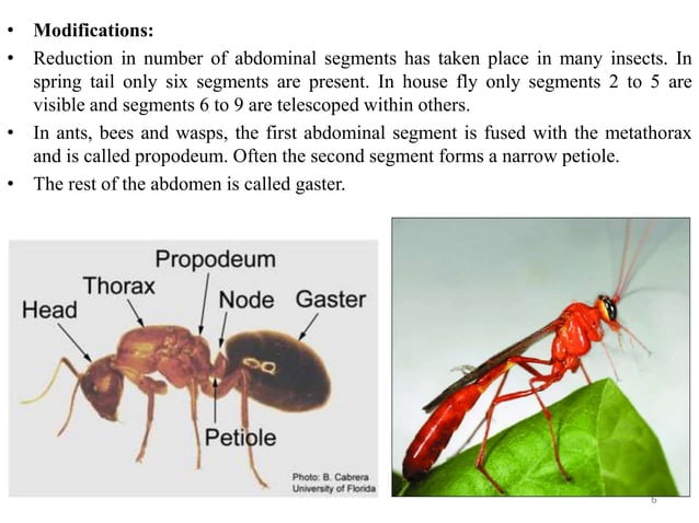Abdominal structures in insects | PPTX | Fish and Aquariums | Pets