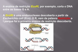 11 - biotecnologia e engenharia genética Slide 7