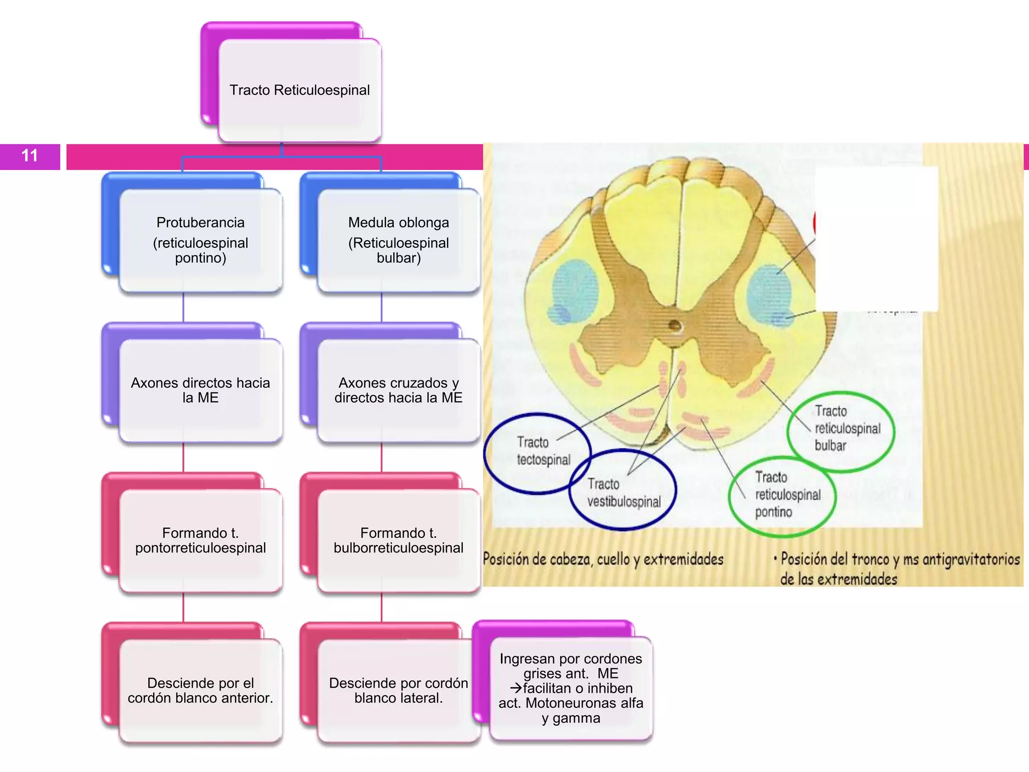 Tracto Reticuloespinal
Protuberancia
(reticuloespinal
pontino)
Axones directos hacia
la ME
Formando t.
pontorreticuloespinal
Desciende por el
cordón blanco anterior.
Medula oblonga
(Reticuloespinal
bulbar)
Axones cruzados y
directos hacia la ME
Formando t.
bulborreticuloespinal
Desciende por cordón
blanco lateral.
Ingresan por cordones
grises ant. ME
facilitan o inhiben
act. Motoneuronas alfa
y gamma
11
 