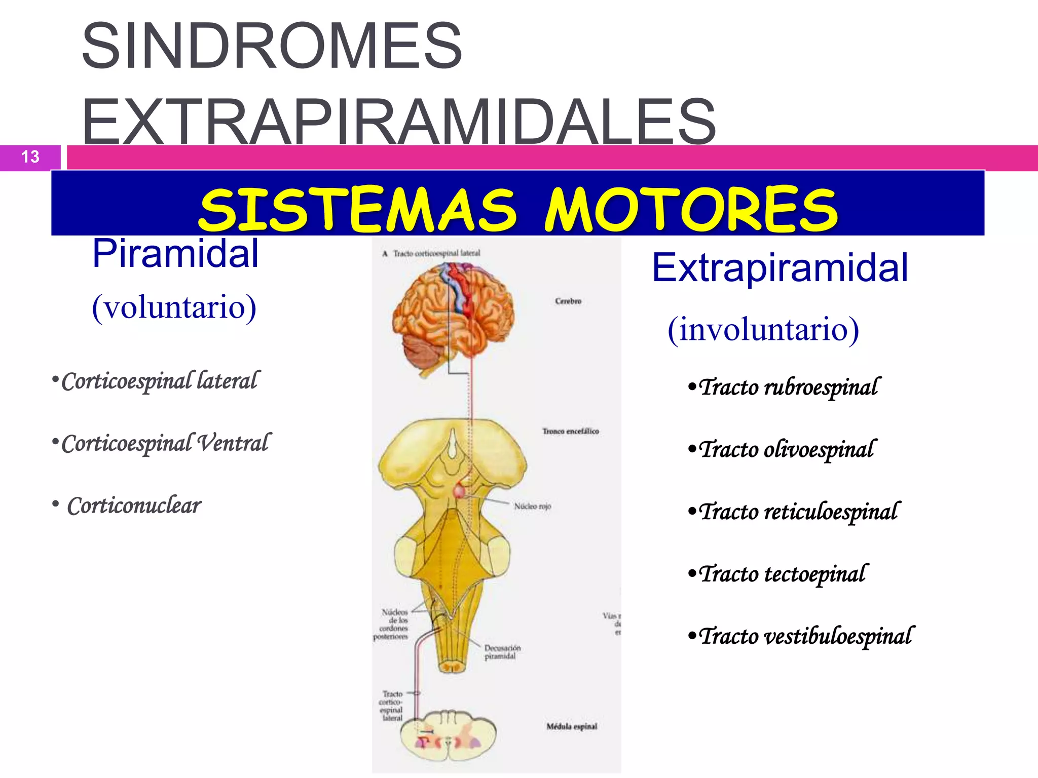 SISTEMAS MOTORES
Piramidal
(voluntario)
Extrapiramidal
•Corticoespinal lateral
•Corticoespinal Ventral
• Corticonuclear
(involuntario)
•Tracto rubroespinal
•Tracto olivoespinal
•Tracto reticuloespinal
•Tracto tectoepinal
•Tracto vestibuloespinal
SINDROMES
EXTRAPIRAMIDALES13
 