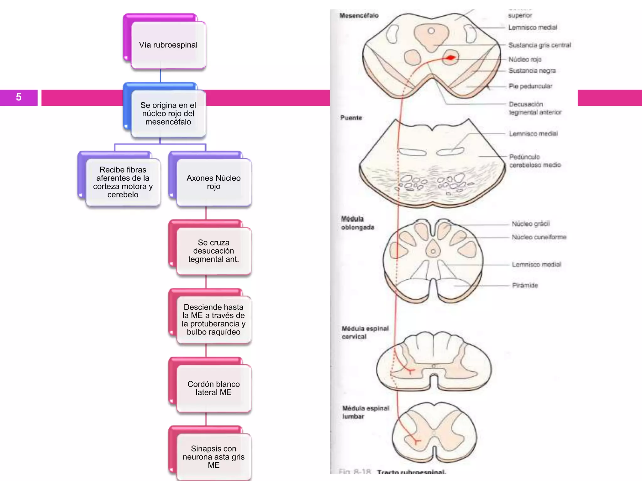 Vía rubroespinal
Se origina en el
núcleo rojo del
mesencéfalo
Recibe fibras
aferentes de la
corteza motora y
cerebelo
Axones Núcleo
rojo
Se cruza
desucación
tegmental ant.
Desciende hasta
la ME a través de
la protuberancia y
bulbo raquídeo
Cordón blanco
lateral ME
Sinapsis con
neurona asta gris
ME
5
 