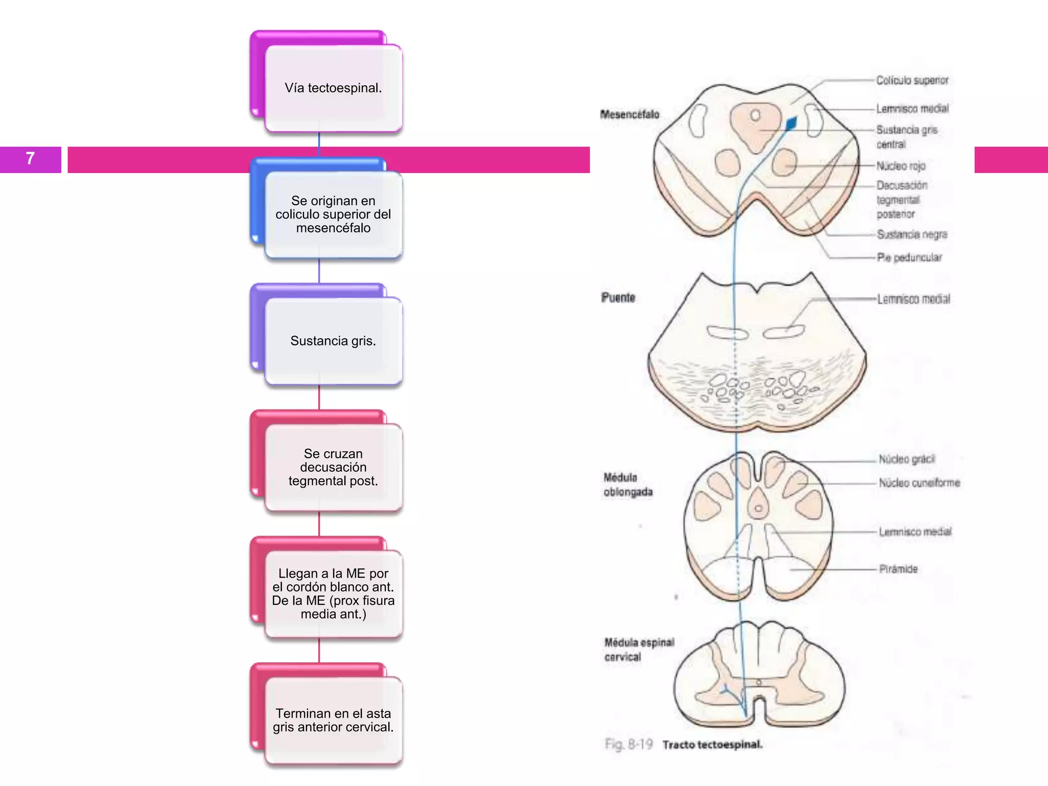 Vía tectoespinal.
Se originan en
coliculo superior del
mesencéfalo
Sustancia gris.
Se cruzan
decusación
tegmental post.
Llegan a la ME por
el cordón blanco ant.
De la ME (prox fisura
media ant.)
Terminan en el asta
gris anterior cervical.
7
 