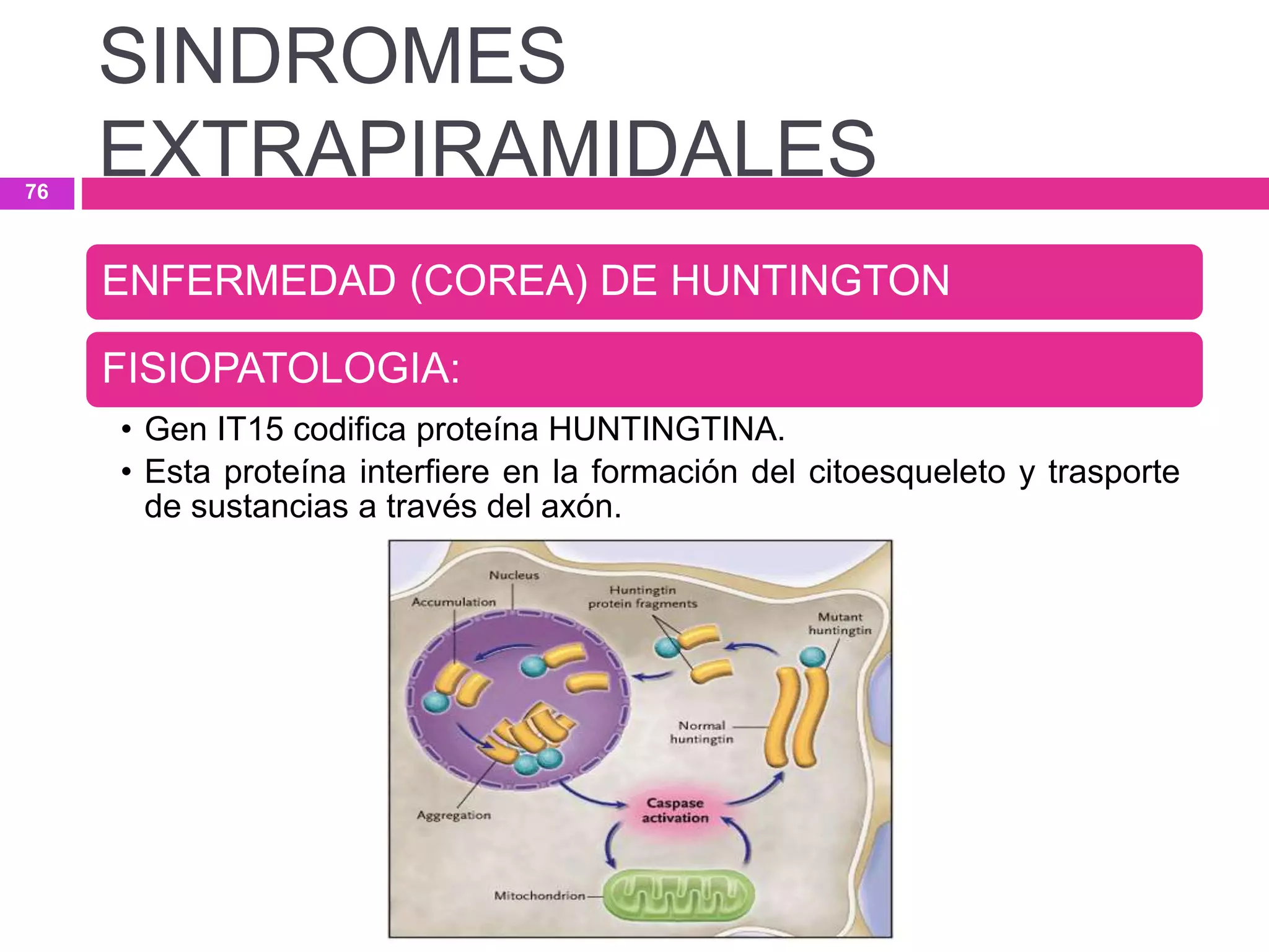 ENFERMEDAD (COREA) DE HUNTINGTON
FISIOPATOLOGIA:
• Gen IT15 codifica proteína HUNTINGTINA.
• Esta proteína interfiere en la formación del citoesqueleto y trasporte
de sustancias a través del axón.
SINDROMES
EXTRAPIRAMIDALES76
 