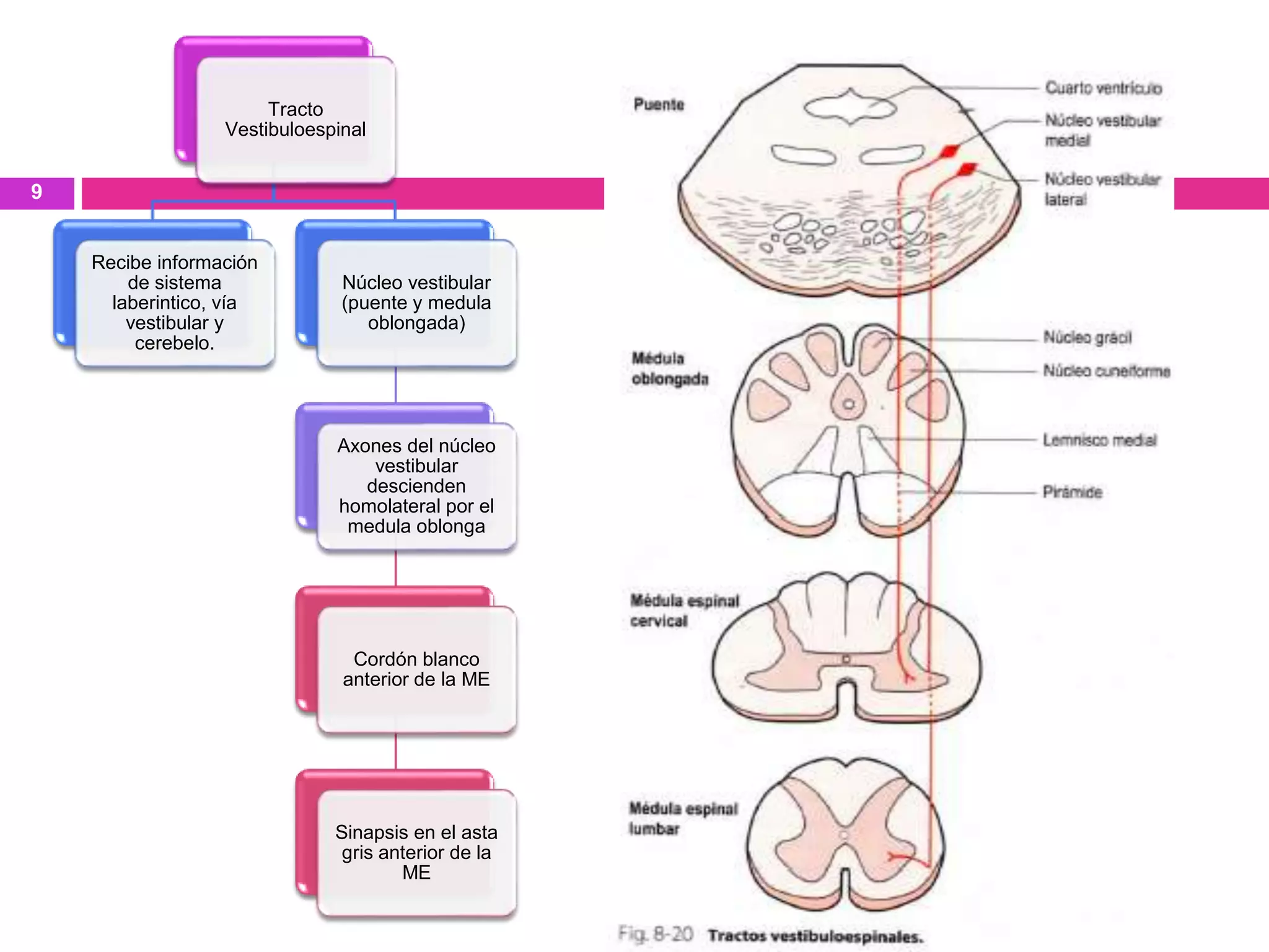 Tracto
Vestibuloespinal
Recibe información
de sistema
laberintico, vía
vestibular y
cerebelo.
Núcleo vestibular
(puente y medula
oblongada)
Axones del núcleo
vestibular
descienden
homolateral por el
medula oblonga
Cordón blanco
anterior de la ME
Sinapsis en el asta
gris anterior de la
ME
9
 