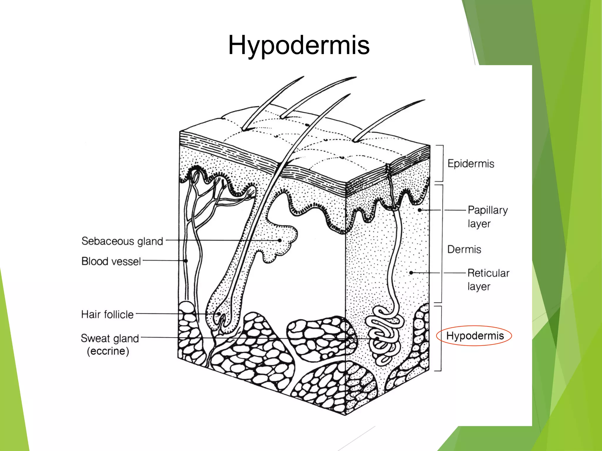 Integumentary Histology | skin |Histology of Skin| Histology of ...