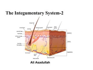 The Integumentary System-2
Ali Asadullah
 
