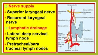  Nerve supply
 Superior laryngeal nerve
 Recurrent laryngeal
nerve
 Lymphatic drainage
 Lateral deep cervical
lymph node
 Pretracheal/para
tracheal lymph nodes
 