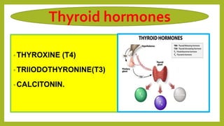 •THYROXINE (T4)
•TRIIODOTHYRONINE(T3)
•CALCITONIN.
Thyroid hormones
 