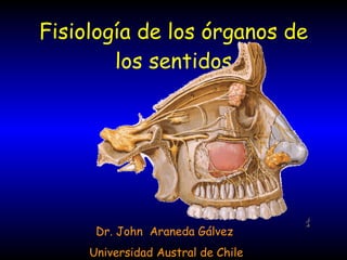 Fisiología de los órganos de
los sentidos
Dr. John Araneda Gálvez
Universidad Austral de Chile
 