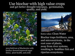 Use biochar with high value crops
and get better drought tolerance, germination,
quality, and yield.

Extra value: Clean Water

2013 field test of Blueberries with
biochar showed improved sugar
(brix), plant health, and yield.

Biochar traps fertilizers, urea,
and micronutrients, in the
root zone of plants,
away from river systems,
resulting in healthier fish and
riparian ecosystems.

 