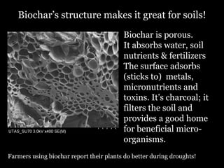 Biochar’s structure makes it great for soils!
Biochar is porous.
It absorbs water, soil
nutrients & fertilizers
The surface adsorbs
(sticks to) metals,
micronutrients and
toxins. It’s charcoal; it
filters the soil and
provides a good home
for beneficial microorganisms.
Farmers using biochar report their plants do better during droughts!

 