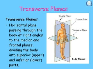 11.20 (dr. nand lal) terminologies anatomical positions anatomical ...
