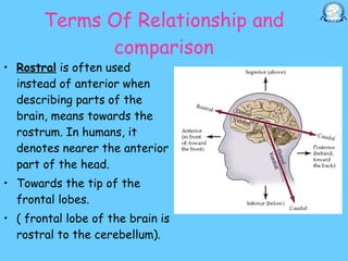 11.20 (dr. nand lal) terminologies anatomical positions anatomical ...