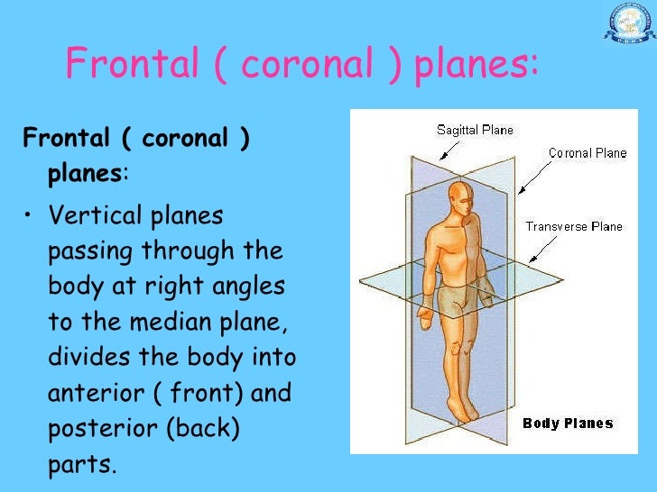 1120 Dr Nand Lal Terminologies Anatomical Positions Anatomical Pl