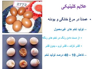 11. egg drop syndrome