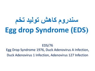 11. egg drop syndrome