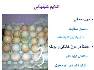 11. egg drop syndrome