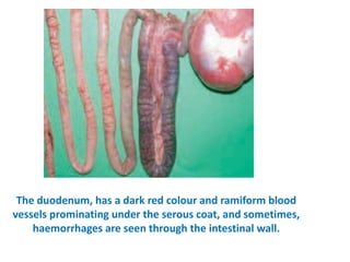 11. haemorrhagic enteritis of turkey