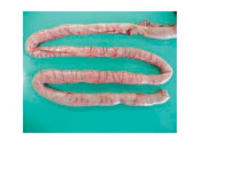 11. haemorrhagic enteritis of turkey