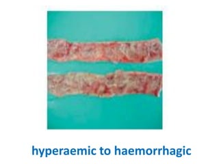 11. haemorrhagic enteritis of turkey