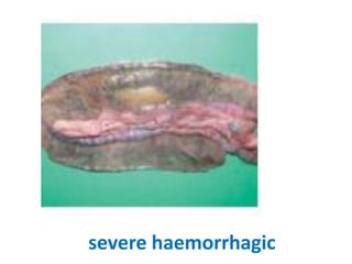 11. haemorrhagic enteritis of turkey