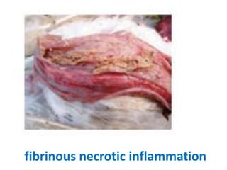 11. haemorrhagic enteritis of turkey