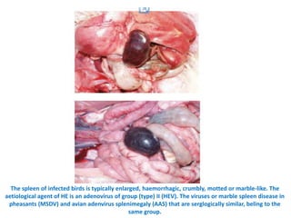 11. haemorrhagic enteritis of turkey