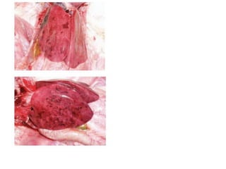 11. haemorrhagic enteritis of turkey