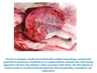 11. haemorrhagic enteritis of turkey