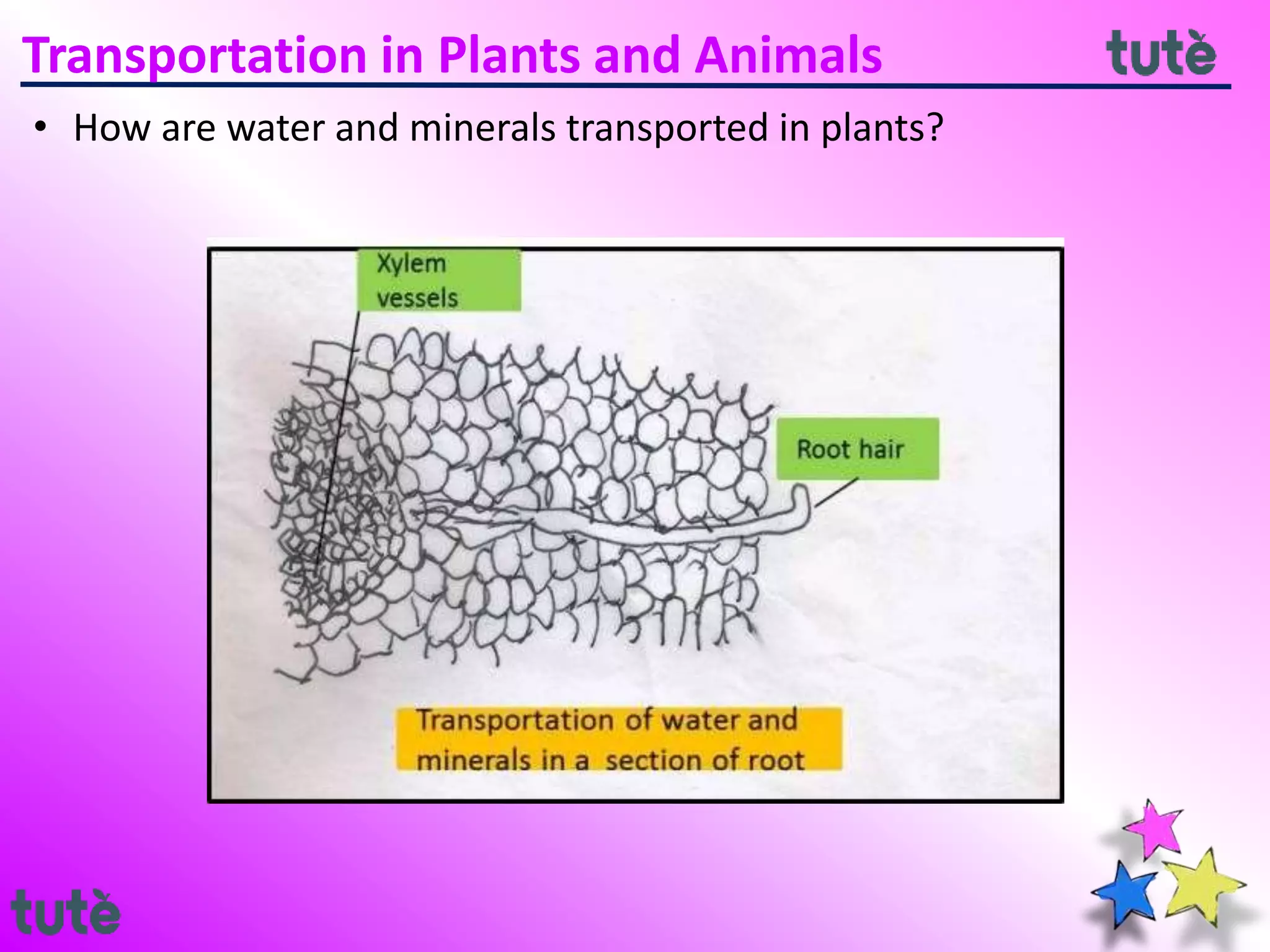 11. 7th CBSE - Transportation in Plants and Animals | PPTX