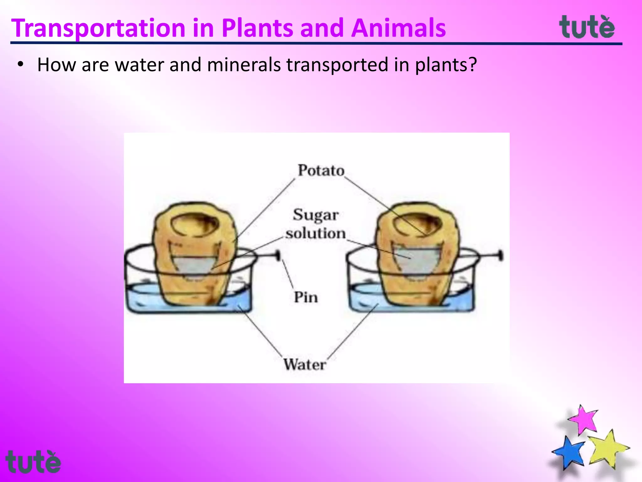 11. 7th CBSE - Transportation in Plants and Animals | PPTX