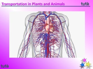 Transportation in Plants and Animals
 