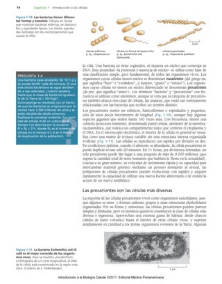 la vida. Una bacteria no tiene orgánulos, ni siquiera un núcleo que contenga su
DNA. Esta propiedad –la presencia o ausencia de núcleo– se utiliza como base de
una clasificación simple, pero fundamental, de todos las organismos vivos. Los
organismos cuyas células tienen núcleo se denominan eucariontes (del griego eu,
que significa “bien” o “verdadero”, y karyon, “grano” o “núcleo”). Los organis-
mos cuyas células no tienen un núcleo diferenciado se denominan procariontes
(de pro, que significa “antes”). Los términos “bacteria” y “procarionte” con fre-
cuencia se utilizan como sinónimos, aunque se verá que la categoría de procarion-
tes también abarca otra clase de células, las arqueas, que están tan remotamente
relacionadas con las bacterias que reciben un nombre distinto.
Los procariontes suelen ser esféricos, bastoniformes o espiralados y pequeños,
sólo de unos pocos micrómetros de longitud (Fig. 1-10), aunque hay algunas
especies gigantes que miden hasta 100 veces más. Con frecuencia, tienen una
cubierta protectora resistente, denominada pared celular, alrededor de la membra-
na plasmática, que rodea a un compartimiento único que contiene el citoplasma y
el DNA. En el microscopio electrónico, el interior de la célula en general se visua-
liza como una matriz de textura variable sin una estructura interna organizada
evidente (Fig. 1-11). Las células se reproducen con rapidez por división en dos.
En condiciones óptimas, cuando el alimento es abundante, la célula procarionte se
puede duplicar en tan solo 20 minutos. En 11 horas, por divisiones reiteradas, un
solo procarionte puede dar lugar a una progenie de más de 8.000 millones (que
supera la cantidad total de seres humanos que habitan la Tierra en la actualidad).
Gracias a su gran número, su velocidad de crecimiento rápida y su capacidad para
intercambiar material genético mediante un proceso semejante al sexual, las
poblaciones de células procariontes pueden evolucionar con rapidez y adquirir
rápidamente la capacidad de utilizar una nueva fuente alimentaria o de resistir la
acción de un nuevo antibiótico.
Las procariontes son las células más diversas
La mayoría de las células procariontes viven como organismos unicelulares, aun-
que algunos se unen y forman cadenas, grupos u otras estructuras pluricelulares
organizadas. Por su forma y estructura, las células procariontes pueden parecer
simples y limitadas, pero en términos químicos constituyen la clase de células más
diversa e ingeniosa. Aprovechan una extensa gama de hábitat, desde charcos
cálidos de barro volcánico hasta el interior de otras células vivas, y superan
ampliamente en cantidad a los demás organismos vivientes de la Tierra. Algunas
14 Capítulo 1 Introducción a las células
?
PREGUNTA 1-4
Una bacteria pesa alrededor de 10–12 g y
se puede dividir cada 20 minutos. Si una
sola célula bacteriana se sigue dividien-
do a esa velocidad, ¿cuánto tardaría
hasta que la masa de bacterias igualara
la de la Tierra (6 × 1024 kg)?
Contraponga su resultado con el hecho
de que las bacterias se originaron por lo
menos hace 3.500 millones de años y se
están dividiendo desde entonces.
Explique la paradoja evidente. (La canti-
dad de células N de un cultivo en el
tiempo t es descrita por la ecuación
N = N0 × 27/G, donde N0 es el número de
células en el tiempo 0 y G es el tiempo
de duplicación de la población).
células esféricas;
p. ej., Streptococcus
células en forma de bastoncillo;
p. ej., Escherichia coli,
Salmonella
células espiraladas;
p. ej., Treponema pallidum
2 μm
Figura 1-10. Las bacterias tienen diferen-
tes formas y tamaños. Dibujos en escala
que muestran bacterias esféricas, en bastonci-
llos y espiraladas típicas. Las células espirala-
das ilustradas son los microorganismos que
causan la sífilis.
1 μm
Figura 1-11. La bacteria Escherichia coli (E.
coli) es el mejor conocido de los organis-
mos vivos. Aquí se muestra una electromi-
crofotografía de un corte longitudinal; el DNA
de la célula está concentrado en la región más
clara. (Cortesía de E. Kellenberger).
92546-01.qxd 8/10/10 8:42 AM Page 14
Introducción a la Biología Celular ©2011. Editorial Médica Panamericana
 
