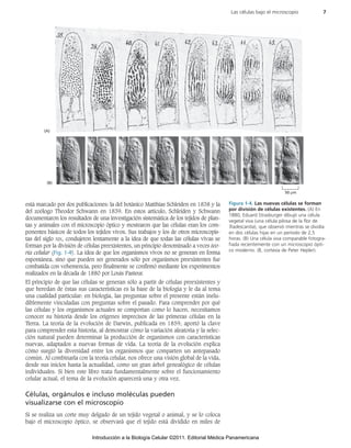 está marcado por dos publicaciones: la del botánico Matthias Schleiden en 1838 y la
del zoólogo Theodor Schwann en 1839. En estos artículo, Schleiden y Schwann
documentaron los resultados de una investigación sistemática de los tejidos de plan-
tas y animales con el microscopio óptico y mostraron que las células eran los com-
ponentes básicos de todos los tejidos vivos. Sus trabajos y los de otros microscopis-
tas del siglo XIX, condujeron lentamente a la idea de que todas las células vivas se
forman por la división de células preexistentes, un principio denominado a veces teo-
ría celular (Fig. 1-4). La idea de que los organismos vivos no se generan en forma
espontánea, sino que pueden ser generados sólo por organismos preexistentes fue
combatida con vehemencia, pero finalmente se confirmó mediante los experimentos
realizados en la década de 1880 por Louis Pasteur.
El principio de que las células se generan sólo a partir de células preexistentes y
que heredan de éstas sus características es la base de la biología y le da al tema
una cualidad particular: en biología, las preguntas sobre el presente están inelu-
diblemente vinculadas con preguntas sobre el pasado. Para comprender por qué
las células y los organismos actuales se comportan como lo hacen, necesitamos
conocer su historia desde los orígenes imprecisos de las primeras células en la
Tierra. La teoría de la evolución de Darwin, publicada en 1859, aportó la clave
para comprender esta historia, al demostrar cómo la variación aleatoria y la selec-
ción natural pueden determinar la producción de organismos con características
nuevas, adaptados a nuevas formas de vida. La teoría de la evolución explica
cómo surgió la diversidad entre los organismos que comparten un antepasado
común. Al combinarla con la teoría celular, nos ofrece una visión global de la vida,
desde sus inicios hasta la actualidad, como un gran árbol genealógico de células
individuales. Si bien este libro trata fundamentalmente sobre el funcionamiento
celular actual, el tema de la evolución aparecerá una y otra vez.
Células, orgánulos e incluso moléculas pueden
visualizarse con el microscopio
Si se realiza un corte muy delgado de un tejido vegetal o animal, y se lo coloca
bajo el microscopio óptico, se observará que el tejido está dividido en miles de
Las células bajo el microscopio 7
(A)
50 μm
(B)
Figura 1-4. Las nuevas células se forman
por división de células existentes. (A) En
1880, Eduard Strasburger dibujó una célula
vegetal viva (una célula pilosa de la flor de
Tradescantia), que observó mientras se dividía
en dos células hijas en un período de 2,5
horas. (B) Una célula viva comparable fotogra-
fiada recientemente con un microscopio ópti-
co moderno. (B, cortesía de Peter Hepler).
92546-01.qxd 8/10/10 8:42 AM Page 7
Introducción a la Biología Celular ©2011. Editorial Médica Panamericana
 