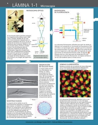 OBSERVACIÓN
DE CÉLULAS VIVAS
SONDAS FLUORESCENTES
MUESTRAS FIJADAS
MICROSCOPIA
DE FLUORESCENCIA
MICROSCOPIO ÓPTICO
ocular
objetivo
objeto
FUENTE
LUMÍNICA
espejo de ranuras
ordenadas
(dicroico)
Los colorantes fluorescentes utilizados para teñir las células se
detectan con la ayuda de un microscopio de fluorescencia. Éste
es similar a un microscopio óptico, excepto que la luz atraviesa
dos sistemas de filtros. El primero (1) filtra la luz antes de que
alcance el espécimen y sólo deja pasar las longitudes de onda
que excitan al colorante fluorescente usado. El segundo (2)
bloquea esta luz y sólo deja pasar las longitudes de onda
emitidas por el colorante fluorescente. Los objetos teñidos se
ven de color brillante sobre un fondo oscuro.
1
1
2
2
El microscopio óptico permite aumentar
las imágenes de las células hasta 1.000
veces y resolver detalles de tan solo
0,2 m (una limitación impuesta por el
carácter ondulatorio de la luz, no por la
calidad de las lentes). Se requieren tres
elementos para visualizar células en un
microscopio óptico. Primero, se debe
enfocar una luz brillante sobre el
espécimen mediante las lentes del
condensador. Segundo, el espécimen
debe estar cuidadosamente preparado
para permitir que la luz lo atraviese.
Tercero, se debe alinear un sistema
apropiado de lentes (objetivo y ocular)
para enfocar una imagen del espécimen
en el ojo.
ojo
ocular
objetivo
espécimen
condensador
fuente
de luz
La misma célula animal
viva (fibroblasto), no
teñida, en cultivo
visualizada con (A)
microscopio de campo
claro, (B) microscopio de
contraste de fase, (C)
microscopio de contraste
de interferencia. Los dos
últimos sistemas
aprovechan las diferencias
con que la luz atraviesa
regiones de la célula con
diferentes índices de
refracción. Las tres
imágenes se pueden
obtener con el mismo
microscopio sólo mediante
el intercambio de los
componentes ópticos.
La mayoría de los tejidos no son lo
suficientemente pequeños ni transparentes
para realizar un examen microscópico
directo. En consecuencia, por lo general se
los fija químicamente y se los secciona en
cortes muy delgados que pueden ser
colocados en un portaobjetos de vidrio y,
después, se los tiñe para revelar diferentes
componentes de las células. Aquí se muestra
un corte teñido de una raíz de una planta
(D). (Cortesía de Catherine Kidner).
Núcleos en división de un embrión de mosca observado
con un microscopio de fluorescencia después de la
tinción con colorantes fluorescentes específicos.
Los colorantes fluorescentes absorben la luz a una
longitud de onda y la emiten en otra más larga.
Algunos de estos colorantes se unen específicamente
a determinadas moléculas de las células y pueden
revelar su localización cuando se las examina con un
microscopio de fluorescencia. Aquí se muestra el DNA
(verde). Otros colorantes se pueden acoplar a
moléculas de anticuerpos, que después sirven como
reactivos muy específicos y versátiles que se unen
selectivamente a macromoléculas particulares, lo que
nos permite ver su distribución celular. En el ejemplo
presentado, una proteína de microtúbulos del huso
mitótico está teñida de rojo con un anticupero
fluorescente. (Cortesía de William Sullivan).
50 μm
50 μm
trayectoria de la luz en
un microscopio óptico
(A)
(B)
(C)
(D)
8
LÁMINA 1-1 Microscopia
92546-01.qxd 8/10/10 8:42 AM Page 8
Introducción a la Biología Celular ©2011. Editorial Médica Panamericana
 