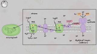 P
ATP
NADPH
NADP+
ADP P
+
Calvin
cycle
chloroplast
H2O CO2
O2 G3P PGAL
1. (light reaction)
- (thylakoid) chloroplast
-
ATP...