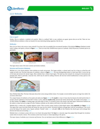 CK-12: Biology Concepts 7/16/2020 11.8.1 CC-BY-NC https://bio.libretexts.org/@go/page/6695
11.8: Mollusks
Fish or squid?
Neither. This is a mollusk, a cuttlefish to be specific. What is a mollusk? Well, to start, mollusks are aquatic species that are not fish. There are over
100,000 different mollusks, so there are bound to be some interesting looking organisms, like this one.
Mollusks
Have you ever been to the ocean or eaten seafood? If you have, then you probably have encountered members of the phylum Mollusca. Mollusks include
snails, scallops, and squids, as shown in Figure below. There are more than 100,000 known species of mollusks. About 80 percent of mollusk species are
gastropods.
This figure shows some of the more common and familiar mollusks.
Structure and Function of Mollusks
Mollusks are a very diverse phylum. Some mollusks are nearly microscopic. The largest mollusk, a colossal squid, may be as long as a school bus and
weigh over half a ton! The basic body plan of a mollusk is shown in Figure below. The main distinguishing feature is a hard outer shell. It covers the top
of the body and encloses the internal organs. Most mollusks have a distinct head region. The head may have tentacles for sensing the environment and
grasping food. There is generally a muscular foot, which may be used for walking. However, the foot has evolved modifications in many species to be
used for other purposes.
Basic Mollusk Body Plan. The basic body plan shown here varies among mollusk classes. For example, several mollusk species no longer have shells. Do
you know which ones?
Two unique features of mollusks are the mantle and radula (see Figure above). The mantle is a layer of tissue that lies between the shell and the body. It
secretes calcium carbonate to form the shell. It forms a cavity, called the mantle cavity, between the mantle and the body. The mantle cavity pumps water
for filter feeding. The radula is a feeding organ with teeth made of chitin. It is located in front of the mouth in the head region. Herbivorous mollusks use
the radula to scrape food such as algae off rocks. Predatory mollusks use the radula to drill holes in the shells of their prey.
Mollusks have a coelom and a complete digestive system. Their excretory system consists of tube-shaped organs called nephridia (see Figure above).
The organs filter waste from body fluids and release the waste into the coelom. Terrestrial mollusks exchange gases with the surrounding air. This occurs
across the lining of the mantle cavity. Aquatic mollusks “breathe” under water with gills. Gills are thin filaments that absorb gases and exchange them
between the blood and surrounding water.
Mollusks have a circulatory system with one or two hearts that pump blood. The heart is a muscular organ that pumps blood through the circulatory
system when its muscles contract. The circulatory system may be open or closed, depending on the species.
The major classes of mollusks vary in structure and function. You can read about some of their differences in Figure below.
 