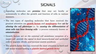 SIGNALS
• Signaling molecules are proteins that may act locally or
systemically to affect the growth and function of cells in various
manners.
• The two types of signaling molecules that have received the
greatest attention are growth factors and morphogens that act by
altering the cell phenotype i.e. by causing the differentiation of
stem cells into bone forming cells - a process commonly known as
osteoinduction.
• Growth factors act on the external cell membrane receptors of a
target cell, provide the signal to local mesenchymal and epithelial
cells to migrate, divide, and increase matrix synthesis.
• The growth factor that has received the most attention in hard and
soft tissue wound healing is platelet derived growth factor.
 
