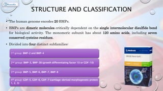 STRUCTURE AND CLASSIFICATION
• The human genome encodes 20 BMPs.
• BMPs are dimeric molecules critically dependent on the single intermolecular disulfide bond
for biological activity. The monomeric subunit has about 120 amino acids, including seven
conserved cysteine residues.
• Divided into four distinct subfamilies:
1st group: BMP-2 and BMP-4
2nd group: BMP-3, BMP-3B (growth differentiating factor 10 or GDF-10)
3rd group: BMP-5, BMP-6, BMP-7, BMP-8
4th group: GDF-5, GDF-6, GDF-7 (cartilage-derived morphogenetic protein
1, 2, 3)
 