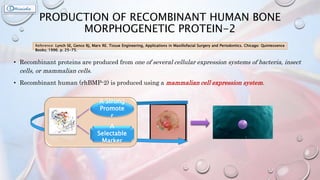 PRODUCTION OF RECOMBINANT HUMAN BONE
MORPHOGENETIC PROTEIN-2
• Recombinant proteins are produced from one of several cellular expression systems of bacteria, insect
cells, or mammalian cells.
• Recombinant human (rhBMP-2) is produced using a mammalian cell expression system.
Reference: Lynch SE, Genco RJ, Marx RE. Tissue Engineering, Applications in Maxillofacial Surgery and Periodontics. Chicago: Quintessence
Books; 1996. p. 25-75.
A Strong
Promote
r
A
Selectable
Marker
 