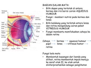BAGIAN DALAM MATA:
• Bilik depan yang terletak di antara
kornea dan iris berisi cairan AQUEOUS
HUMOUR
Fungsi : memberi nutrisi pada kornea dan
lensa
• Bilik belakang yang terletak antara lensa
dan retina mengandung cairan pekat
VITREOUS HUMOUR
• Fungsi membantu memfokuskan cahaya ke
dalam retina
Cahaya kornea agueous humour
pupil lensa vitreous humor
retina
Fungsi bola mata
• Membentuk bayangan dari benda yang
dilihat, retina membentuk impuls menuju
ke saraf otak II, ke otak untuk
diinterprestasikan sebagai penglihatan
 