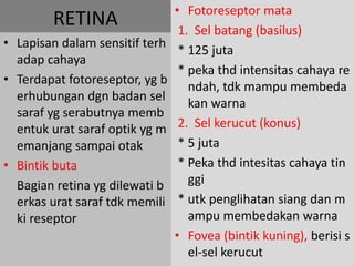 RETINA
• Lapisan dalam sensitif terh
adap cahaya
• Terdapat fotoreseptor, yg b
erhubungan dgn badan sel
saraf yg serabutnya memb
entuk urat saraf optik yg m
emanjang sampai otak
• Bintik buta
Bagian retina yg dilewati b
erkas urat saraf tdk memili
ki reseptor
• Fotoreseptor mata
1. Sel batang (basilus)
* 125 juta
* peka thd intensitas cahaya re
ndah, tdk mampu membeda
kan warna
2. Sel kerucut (konus)
* 5 juta
* Peka thd intesitas cahaya tin
ggi
* utk penglihatan siang dan m
ampu membedakan warna
• Fovea (bintik kuning), berisi s
el-sel kerucut
 