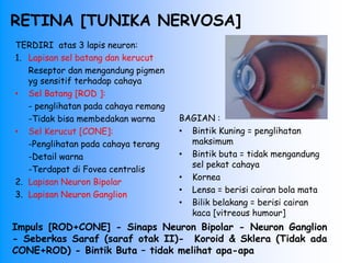 RETINA [TUNIKA NERVOSA]
BAGIAN :
• Bintik Kuning = penglihatan
maksimum
• Bintik buta = tidak mengandung
sel pekat cahaya
• Kornea
• Lensa = berisi cairan bola mata
• Bilik belakang = berisi cairan
kaca [vitreous humour]
TERDIRI atas 3 lapis neuron:
1. Lapisan sel batang dan kerucut
Reseptor dan mengandung pigmen
yg sensitif terhadap cahaya
• Sel Batang [ROD ]:
- penglihatan pada cahaya remang
-Tidak bisa membedakan warna
• Sel Kerucut [CONE]:
-Penglihatan pada cahaya terang
-Detail warna
-Terdapat di Fovea centralis
2. Lapisan Neuron Bipolar
3. Lapisan Neuron Ganglion
Impuls [ROD+CONE] - Sinaps Neuron Bipolar - Neuron Ganglion
- Seberkas Saraf (saraf otak II)- Koroid & Sklera (Tidak ada
CONE+ROD) - Bintik Buta – tidak melihat apa-apa
 