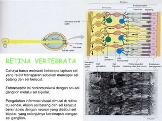 RETINA VERTEBRATA
Cahaya harus melewati beberapa lapisan sel
yang relatif transparan sebelum mencapai sel
batang dan sel kerucut.
Fotoreseptor ini berkomunikasi dengan sel-sel
ganglion melalui sel bipolar.
Pengolahan informasi visual dimulai di retina
itu sendiri. Akson sel batang dan sel kerucut
bersinapsis dengan neuron yang disebut sel
bipolar, yang selanjutnya bersinapsis dengan
sel ganglion.
 